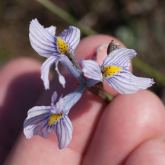 Moraea ogamana