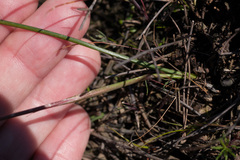 Moraea ogamana
