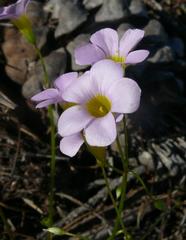 Oxalis caprina