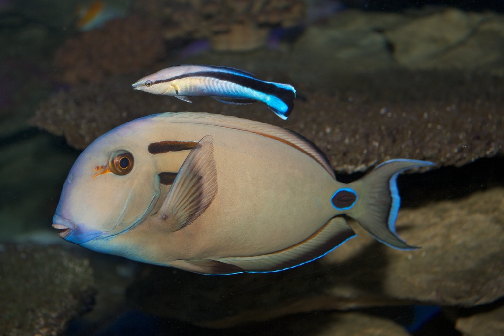 Doubleband Surgeonfish