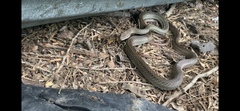 Masticophis schotti ruthveni