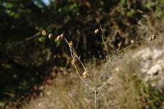 Linum squamulosum