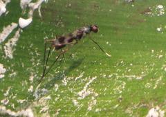 Hybobata fuelleborni