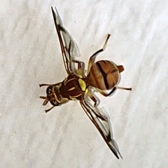 Bactrocera cucurbitae
