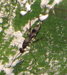 Hybobata fuelleborni
