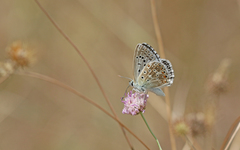 Polyommatus hispana