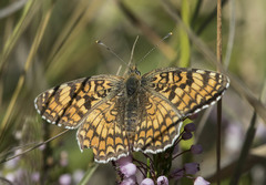 Melitaea pseudornata