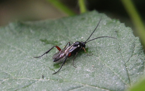 Otlophorus