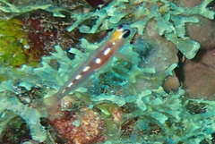 Coryphopterus