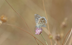 Polyommatus hispana