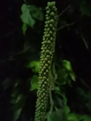 Angiospermae