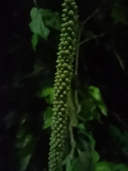 Angiospermae