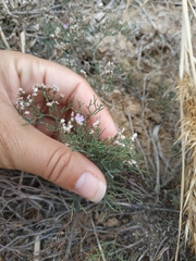 Limonium caspium