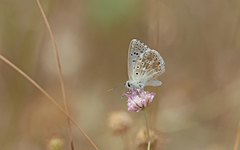 Polyommatus hispana