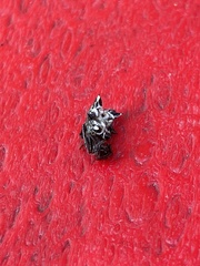 Micrathena gracilis