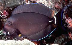 Palelipped Surgeonfish photo 2