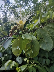 Magnoliopsida