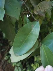 Magnoliopsida