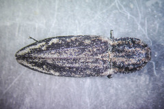 Danosoma obtectum