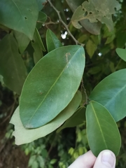 Magnoliopsida