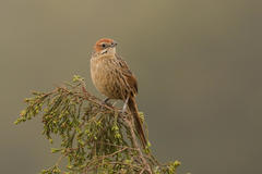 Sphenoeacus afer afer