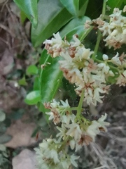 Magnoliopsida