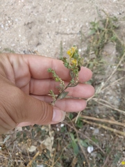Linaria sabulosa