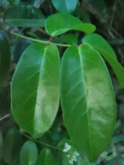 Magnoliopsida