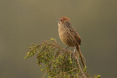 Sphenoeacus afer afer