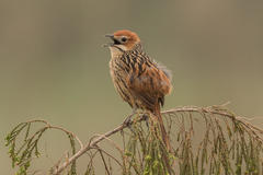 Sphenoeacus afer afer