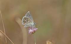 Polyommatus hispana