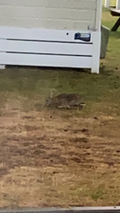 Oryctolagus cuniculus