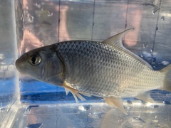 Carpiodes cyprinus