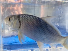 Carpiodes cyprinus