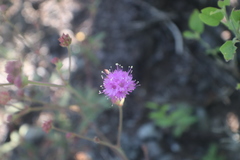 Boerhavia purpurascens
