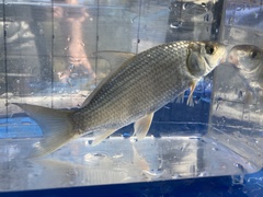 Carpiodes cyprinus