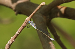 Lestes unguiculatus