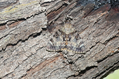 Catocala desdemona