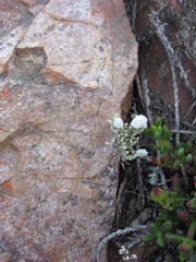 Dolichothrix ericoides