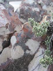 Dolichothrix ericoides