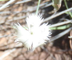 Dianthus micropetalus