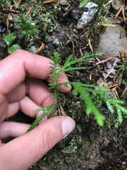 Diphasiastrum complanatum