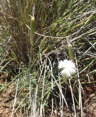 Dianthus micropetalus