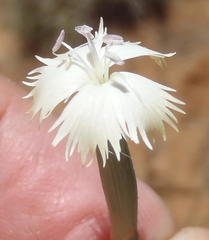 Dianthus micropetalus