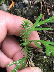 Diphasiastrum complanatum