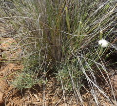 Dianthus micropetalus