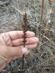 Orobanche cumana