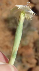 Dianthus micropetalus