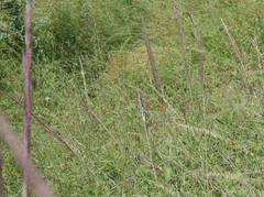 Muhlenbergia emersleyi