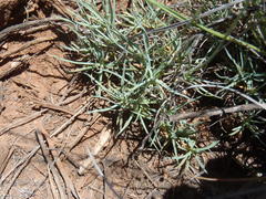 Dianthus micropetalus